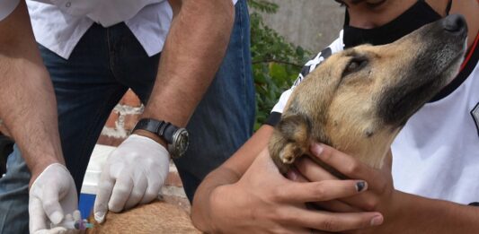 Jornadas extraordinarias de vacunación antirrábica por caso positivo de rabia en un murciélago