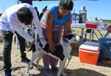 Cómo será la atención veterinaria municipal hasta el jueves 20 de noviembre